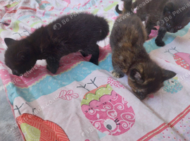 8week kittens