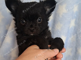 Long Coat Chihuahua puppies