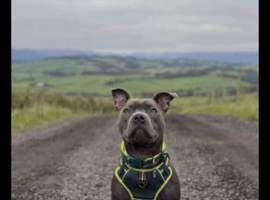Blue Staffordshire bull terrier for sale 15 months old