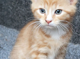 Beautiful kitten looking good a home