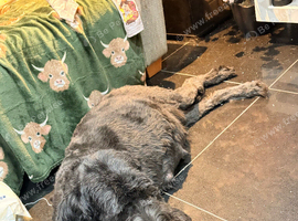 DUE THIS WEEK WAITING LIST OPEN ULTRA BERNEDOODLES