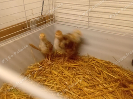 Rhode island red chicks