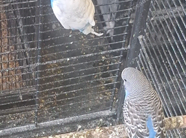 Colour Budgies
