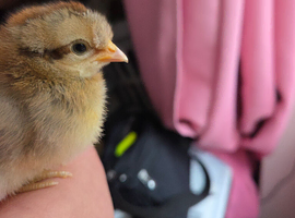 Day old chick