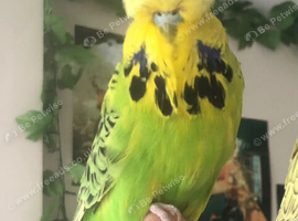 Tame exhibition budgies