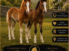 X 2 Welsh a fillies