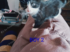 Kittens