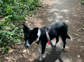 2 year Old Border Collie for sale