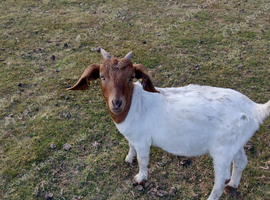 Boar Goats For Sale
