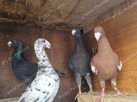 Pigeons