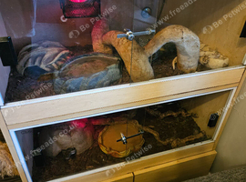 Royal Ball pythons