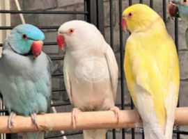 Ringnecks