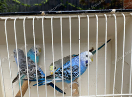 Baby budgies