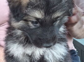 Long Hair German Shepherd Puppies