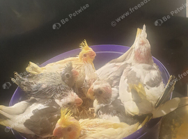 Hand reared baby cockatiels available