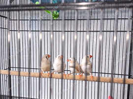 2 Pairs Zebra Finch
