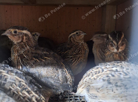 Jumbo Coturnix quail  forsale