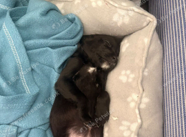 Welsh Collie X Whippet - 10 Weeks Old