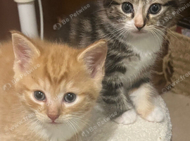 6 week old kittens