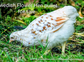 SWEDISH FLOWER HEN - VARIOUS PULLETS - RARE LANDRACE BREED