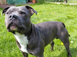KC registered blue staffy available for stud
