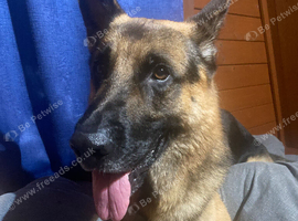 German Shepherd dog for stud