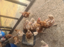 hi  chicken 4 sale