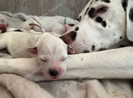 Dalmatian puppies available