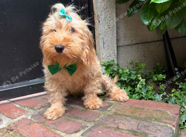 Boris, the cockapoo