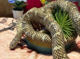Snakes for adoption
