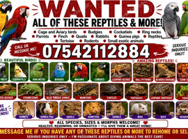 Looking for any parrots or reptiles