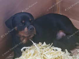 Rottweiler puppies ready to leave mum on the 16th October