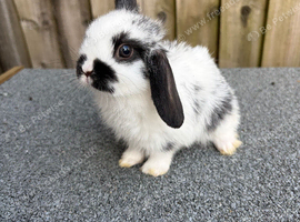 4 mini lion lops bunnies left