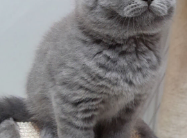 STUNNING BSH BLUE BOY GCCF KITTENS