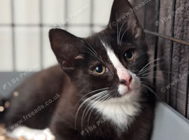 Kitten