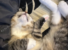 3 months old cat