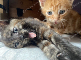 HAND REARD KITTENS READY IN LESS THAN 2 WEEKS