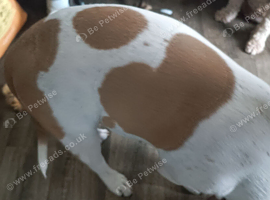 American bully