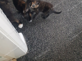 Litter of kittens