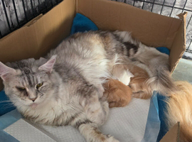 PEDIGREE MAINE COON KITTENS