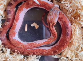 Extreme pied and high white pied sided corn snakes cb26