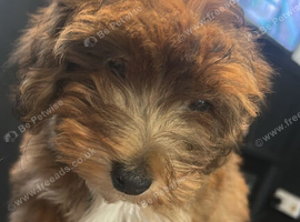 Jackapoo boy puppie