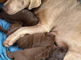 Fabulous Chocolate Labrador Retriever Puppies