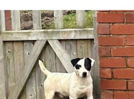 3 year old Russell dog