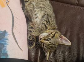 1 little kitten READY NOW