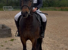 Beautiful registered fell pony