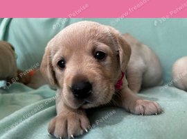 Gorgeous Goldador Puppies
