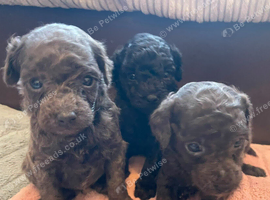 Toy poodle pups   ️