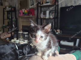 2 x black and white kittens