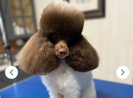 Rick James chocolate parti toy poodle for STUD